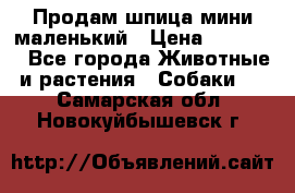 Продам шпица мини маленький › Цена ­ 15 000 - Все города Животные и растения » Собаки   . Самарская обл.,Новокуйбышевск г.